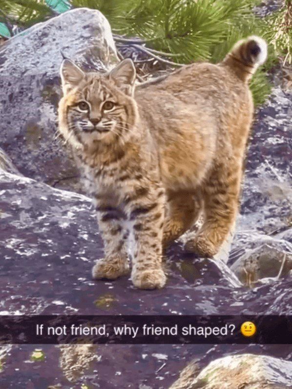 Comment image