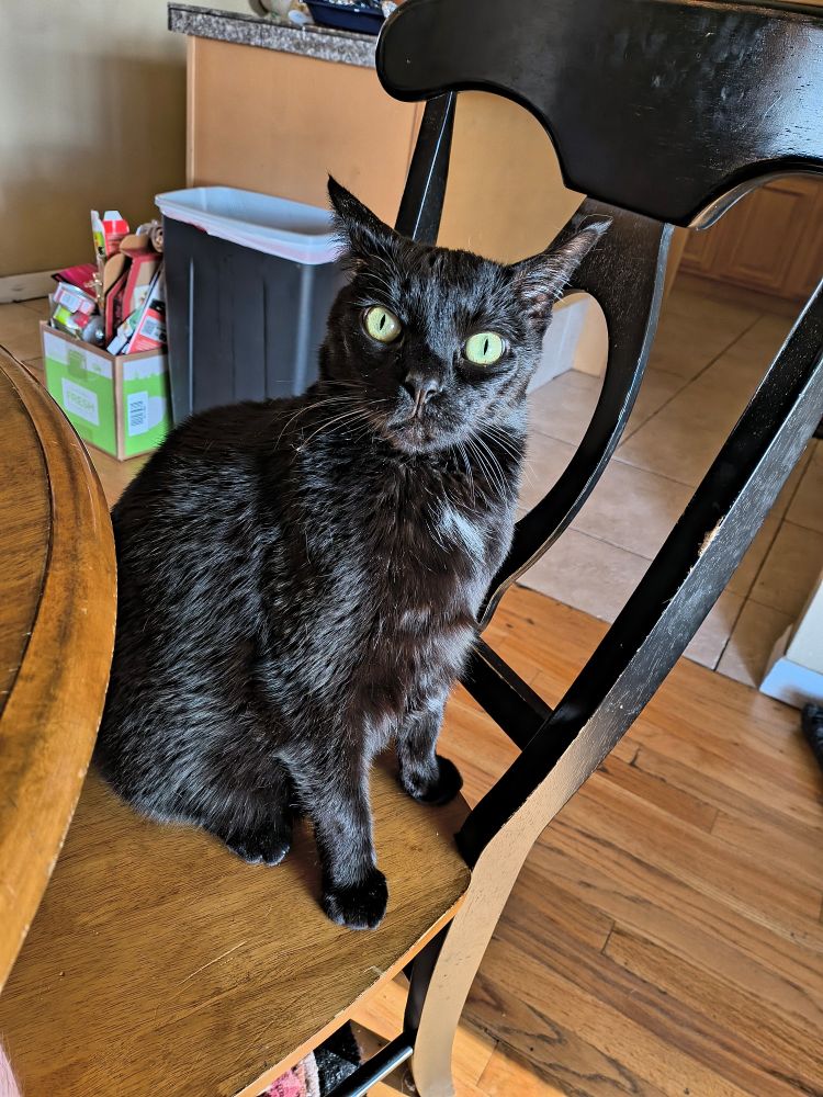a very large, very disgruntled looking black cat sitting on a kitchen chair. he is staring at the camera with his ears slightly back, clearly extremely indignant.