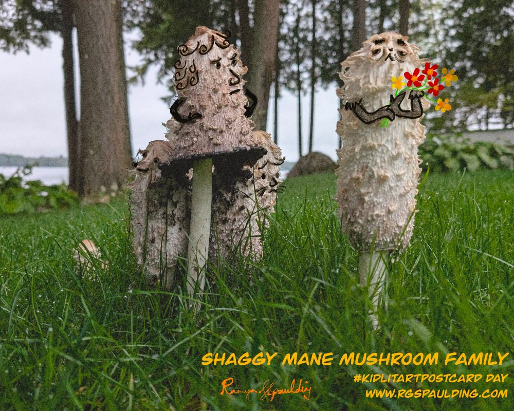 Shaggy mane mushrooms 