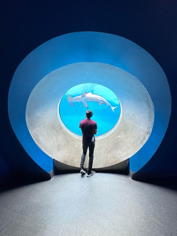 man looking at shark in aquarium window