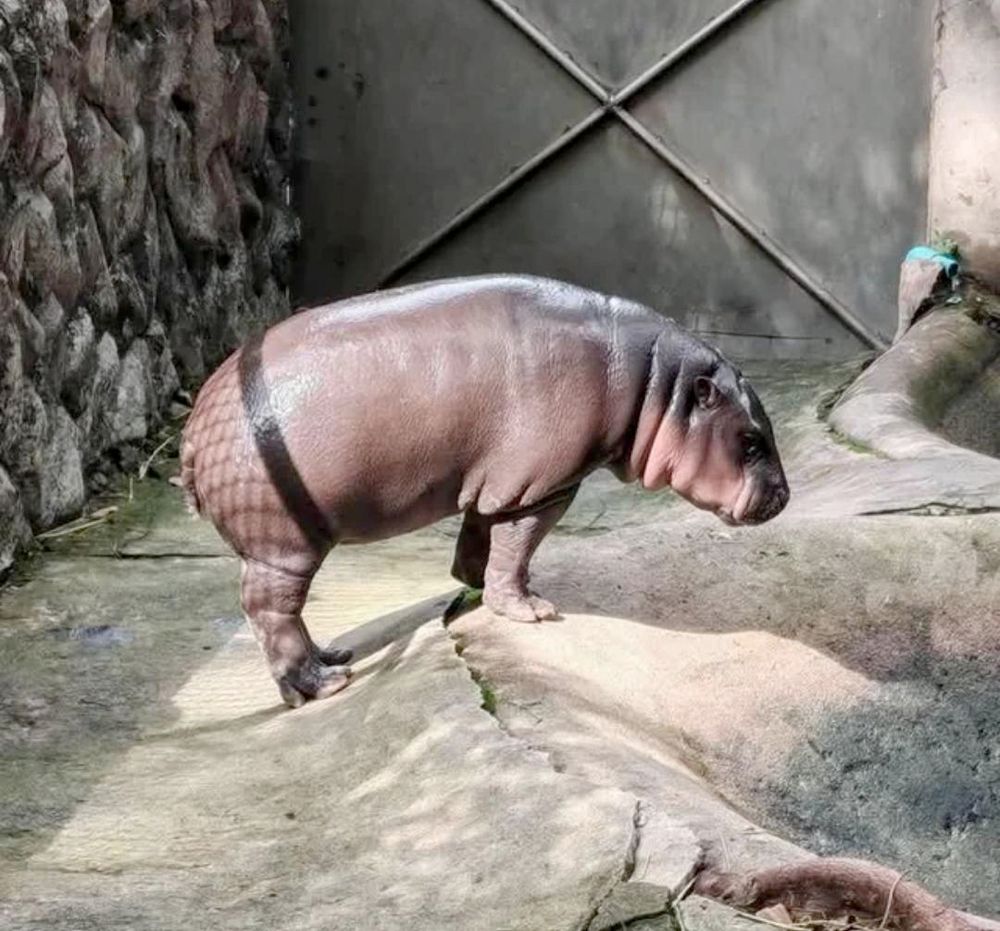 it's a hippo but there's a shadow cast on it that make it look like the hippo is wearing fishnet leggings