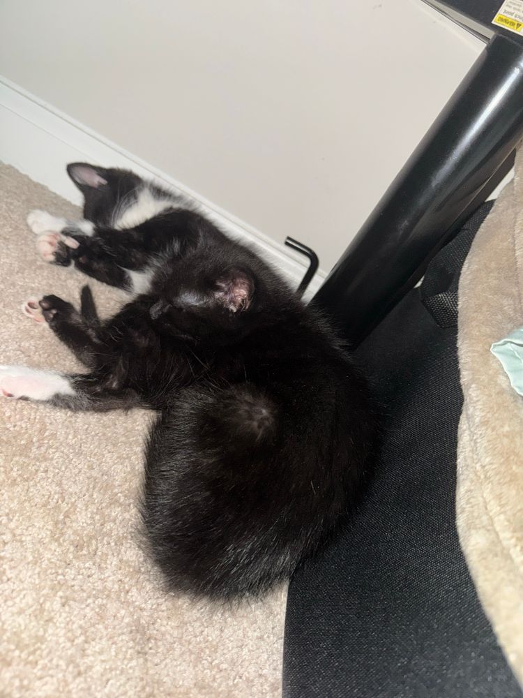 Two 8week old kittens sleeping under my bed. They are snuggled together and they are cute. One is solid black the other is a tuxedo