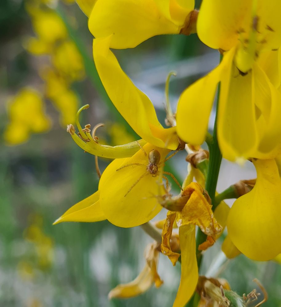 Une jolie araignée jaune sur une fleur jaaune