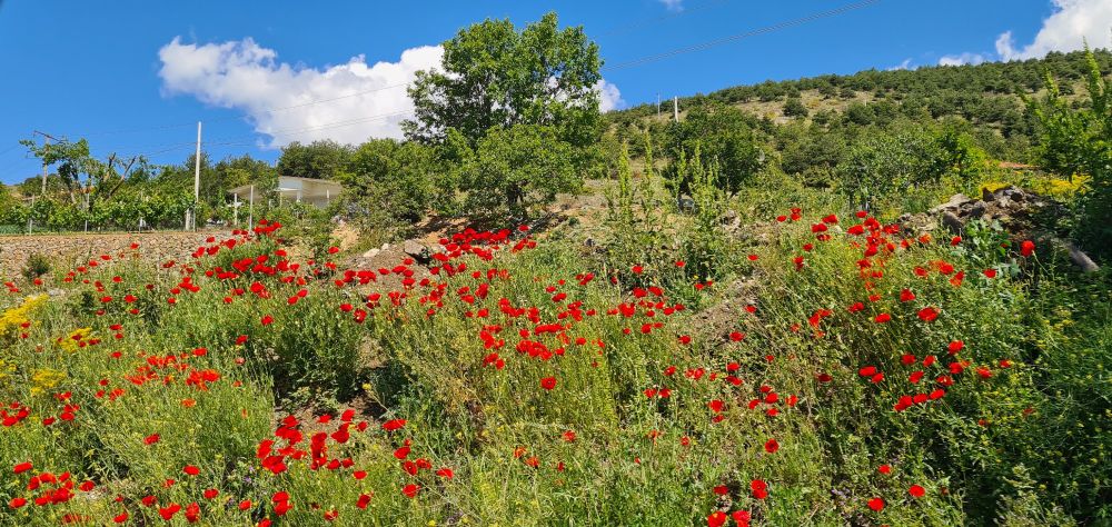 un tas de coquelicots sur le bord de la route. Ils sont ROUGES ça me rend ouf