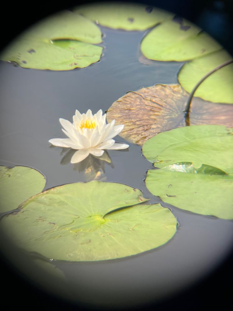 White water lily and lilypads, photographed through a binocular lens.