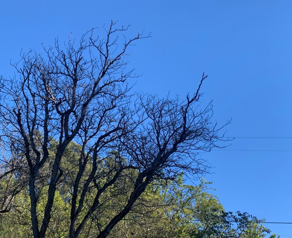 Blue sky and fall trees in Northern California 
