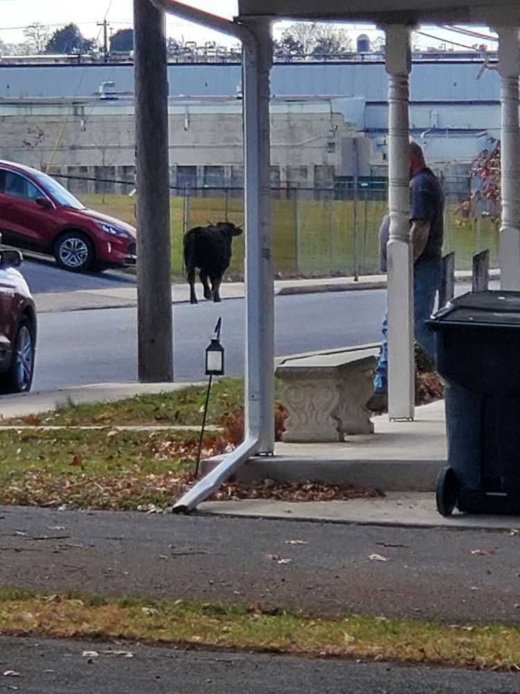 A picture of a street with a dark brown bull walking down it