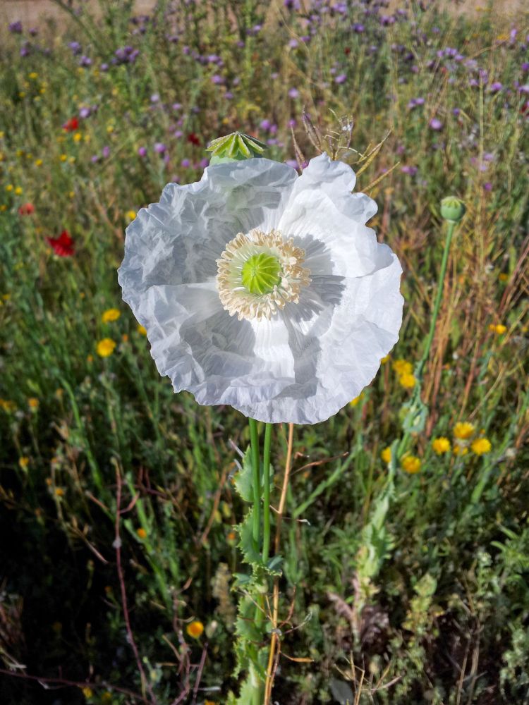White poppy in green field