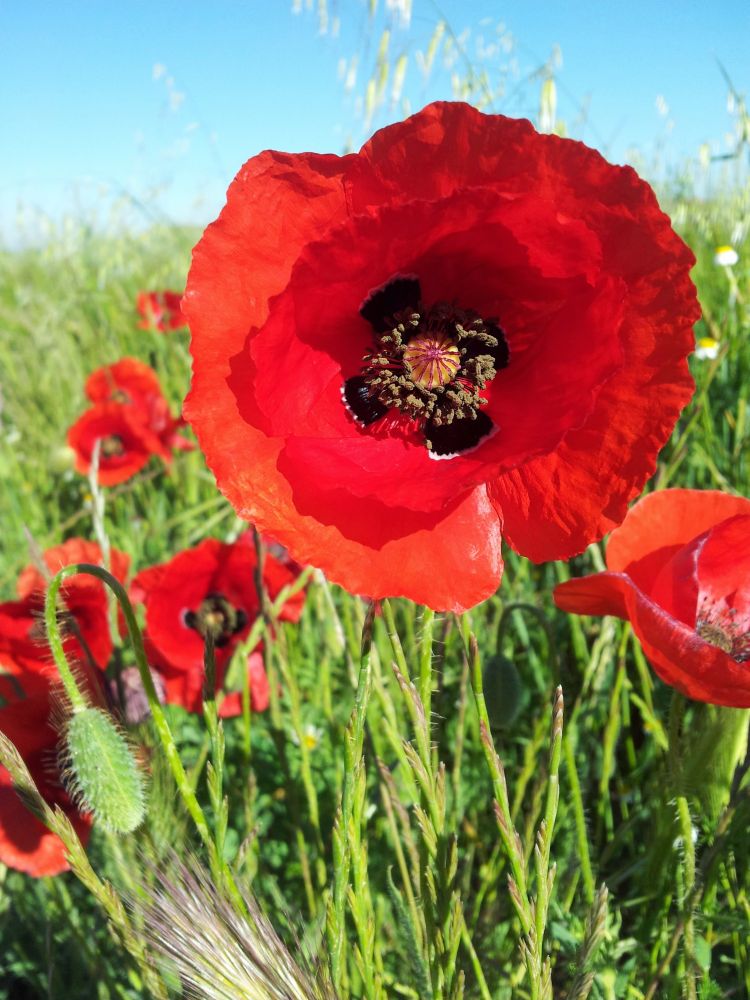 Red poppies in green field