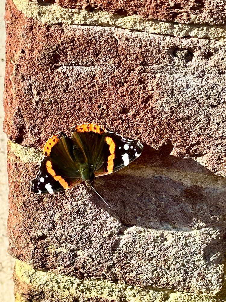 Red Admiral butterfly on brick wall