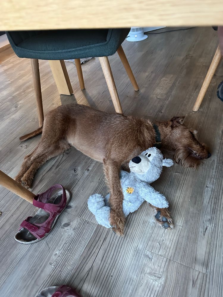 Irish terrier asleep under the table cuddling his grey bear toy