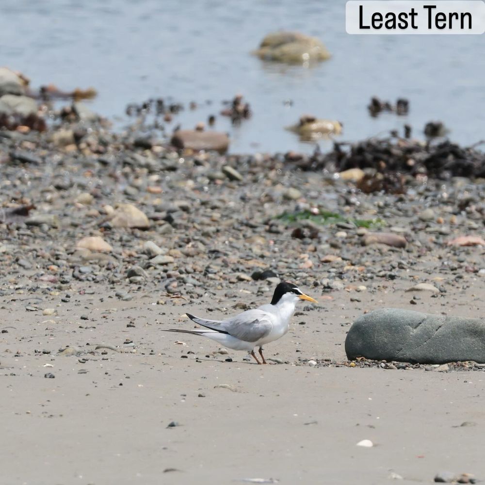 Least tern