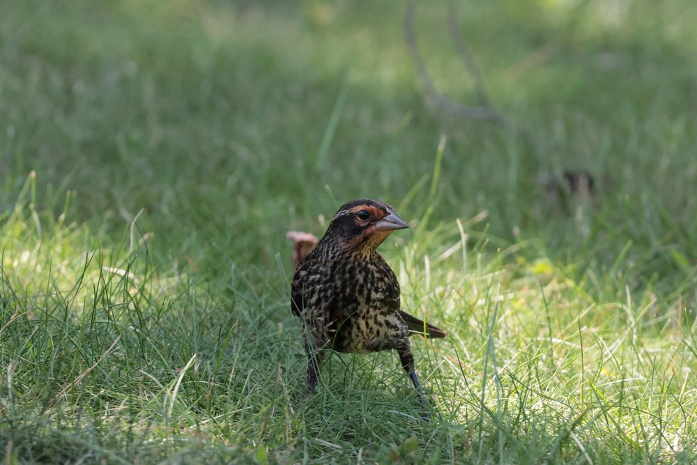 Red winged blackbird