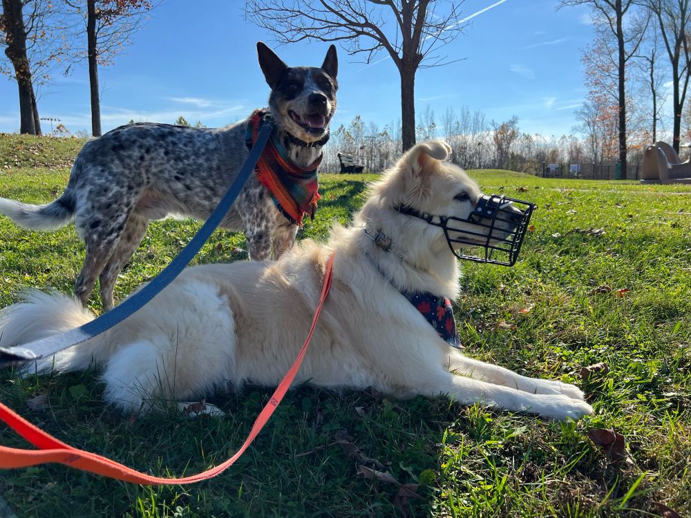 Two dogs are relaxing in the grass at a public park. One dog is all white with long fur and is wearing a black muzzle and a bandana with fall leaves on it. The other dog is a black and white speckled heeler mix wearing a blue and orange bandana. 