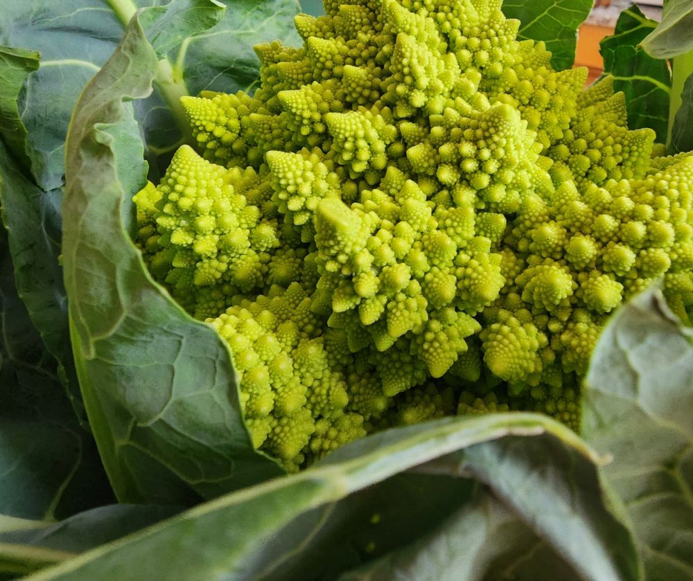 Tema la taille du rat-manesco