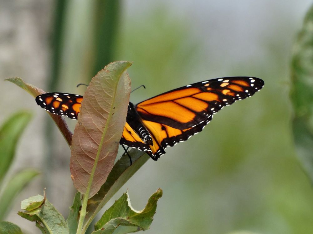 Monarch butterfly on milkweed at Tiny Marsh. 