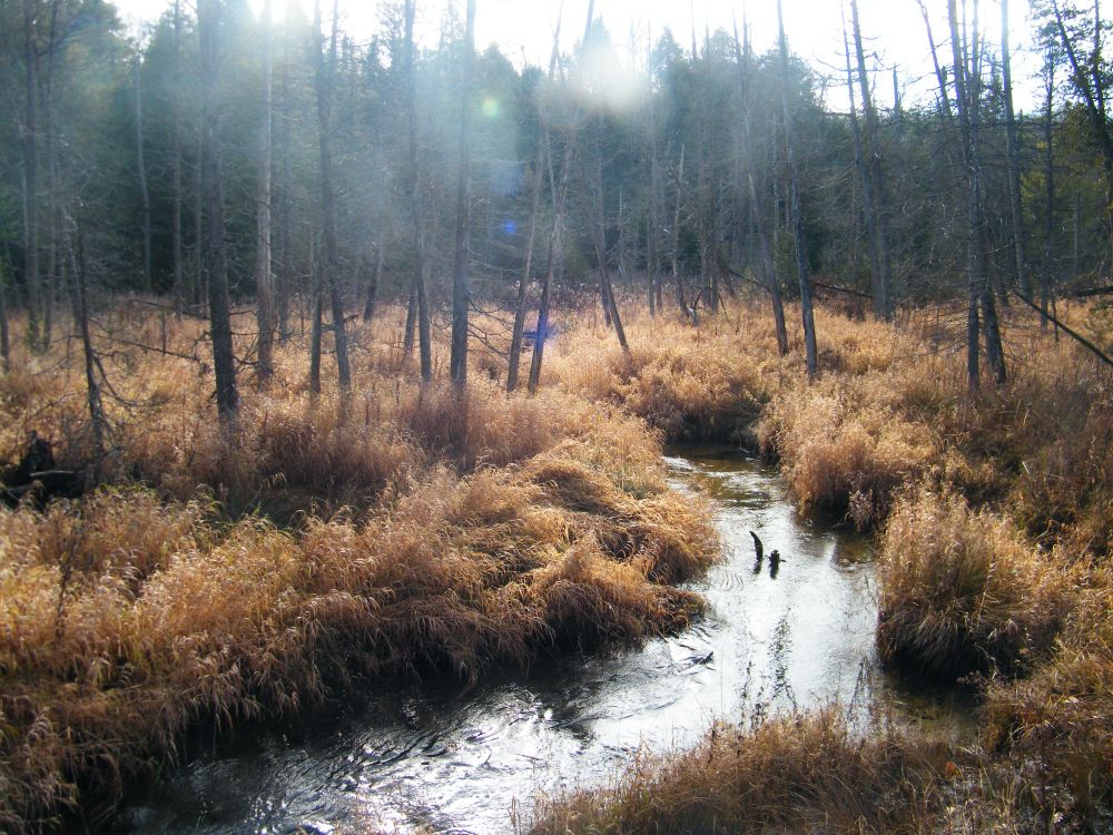Near the headwaters of the Coldwater River as it flows through Copeland Forest. 