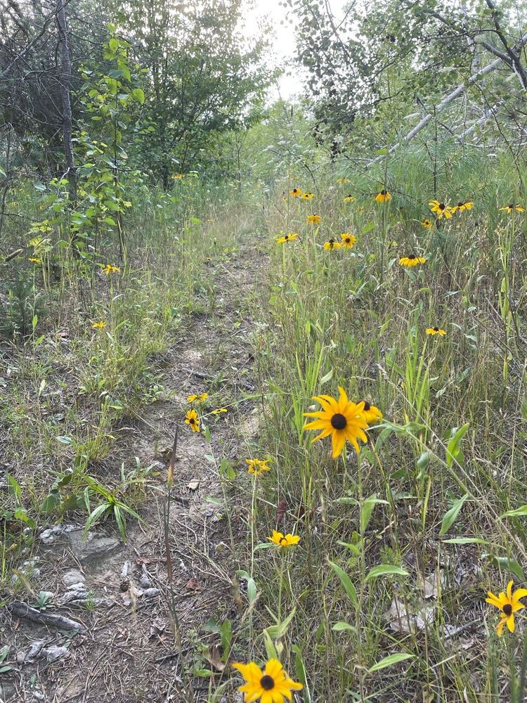 Some brown-eyed Susans growing in the wild along the partially overgrown trail. 