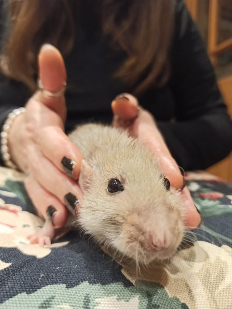A brown rat snooting 