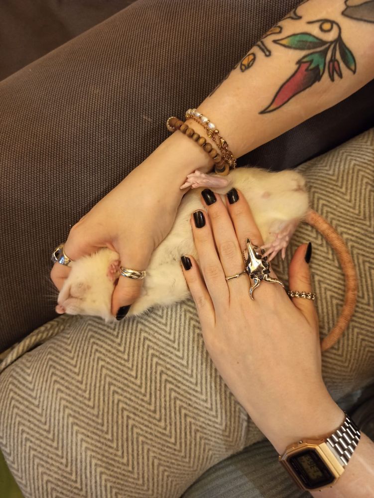 A rat being flattened like a pancake. He is a very playful rat and likes being rough-housed with