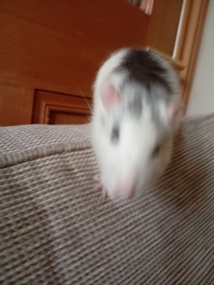 Blurry white rat