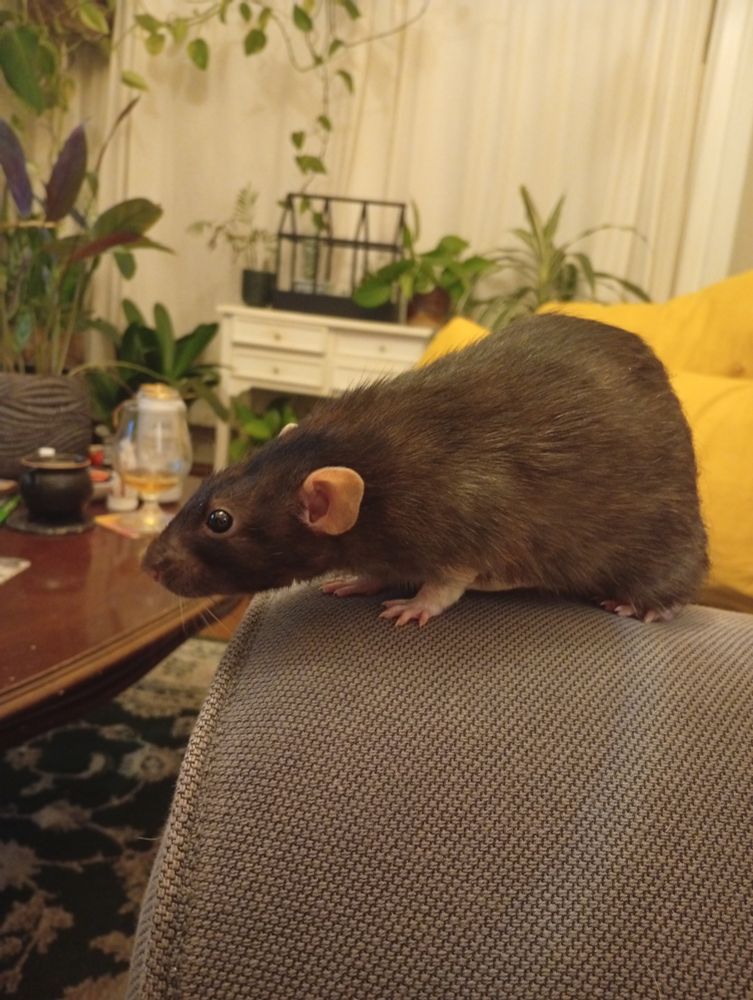 A handsome black rat with white little Mickey mouse hands looking to the left. He has big Dumbo ears and sparkling black eyes 