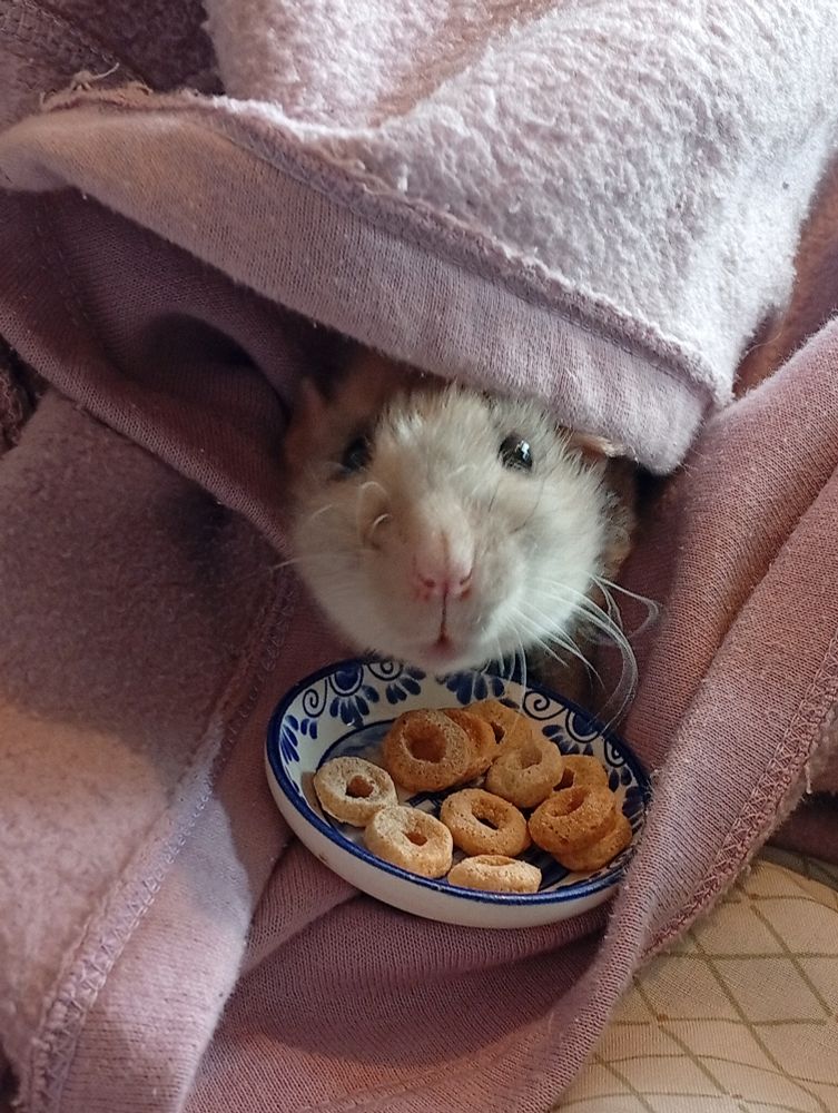 The rat is peering out over a small bowl of Cheerios 