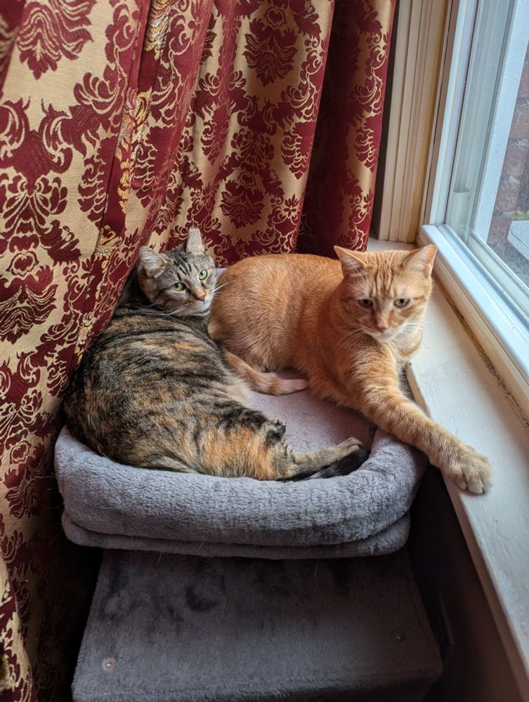 An orange tabby and his torbie sister being snuggly in a gray cat tree