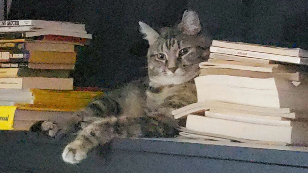 A torbie cat lounging amidst stacks of books.