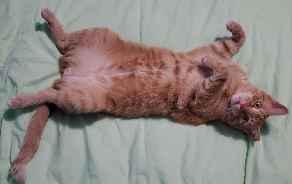 An orange cat lounging on a minty green duvet. He's on his back with all 4 feet in the air and his butthole OUT.