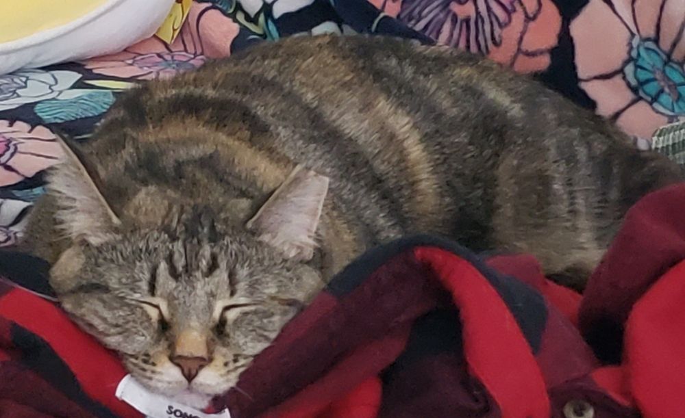 A torbie cat snuggling a red flannel shirt and looking very pleased.