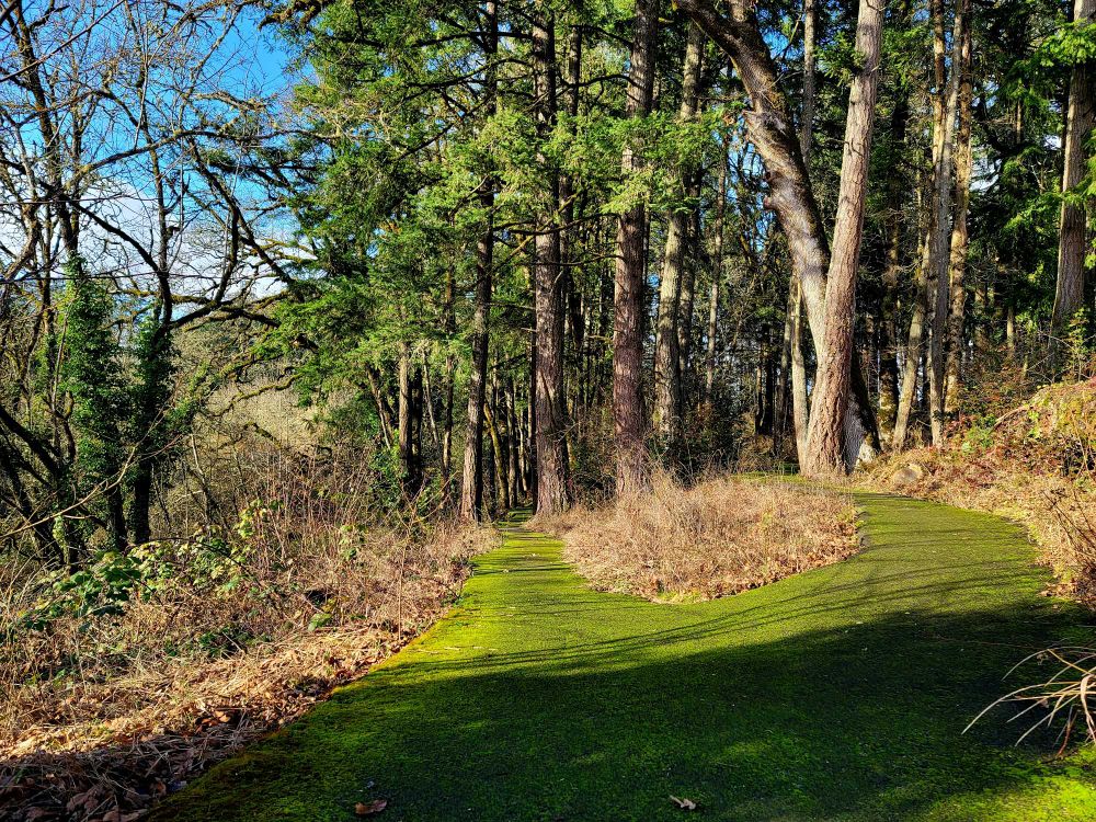 Two moss covered trails amid some trees with sunshine and blue skies. 