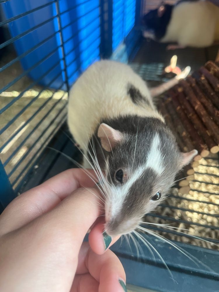 A rat with a white body and brown markings reaches to a hand for chin scratches. Her face is brown with a white shape. 