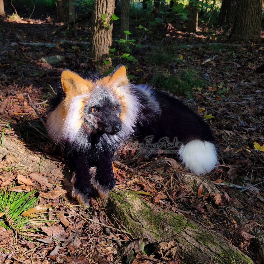 Realistic red fox plush in the cross morph colors, lying on a forest floor.