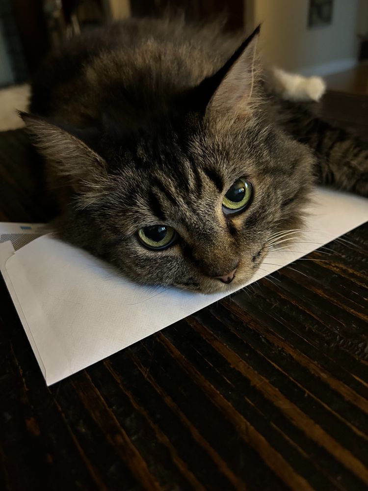 Shelley the cat pinning an envelope full of cash to a table with her big, cute, cranky head.