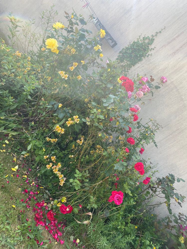 De nombreux rosiers en fleur. Jaune, rouge et rose. 