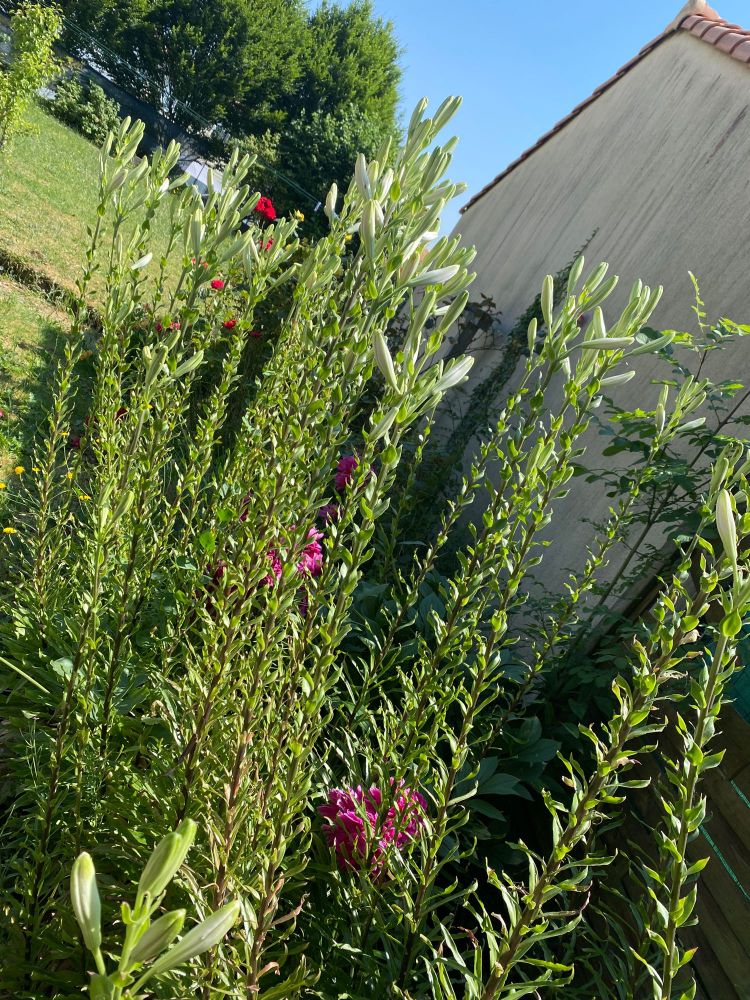 Lys encore en bouton. Fleurs presque prêtes à s’ouvrir 