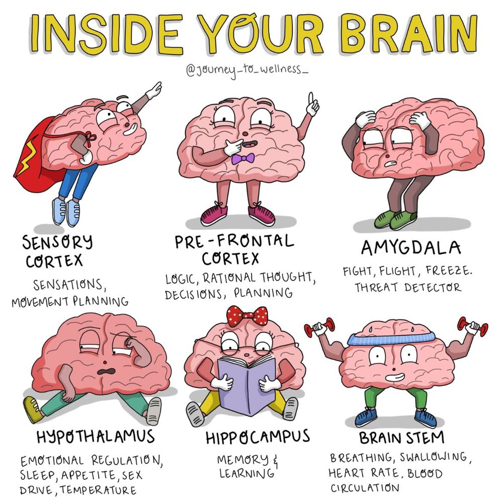 brain-visuals