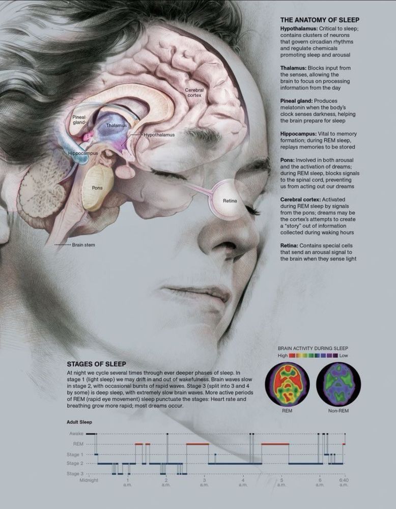 Brain Anatomy and Stages of Sleep 