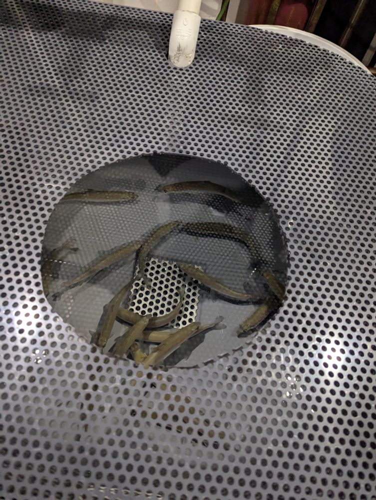 A fish rank showing juvenile lake white fish swimming around. Tank had a partial cover with a whole in the middle showing fish.