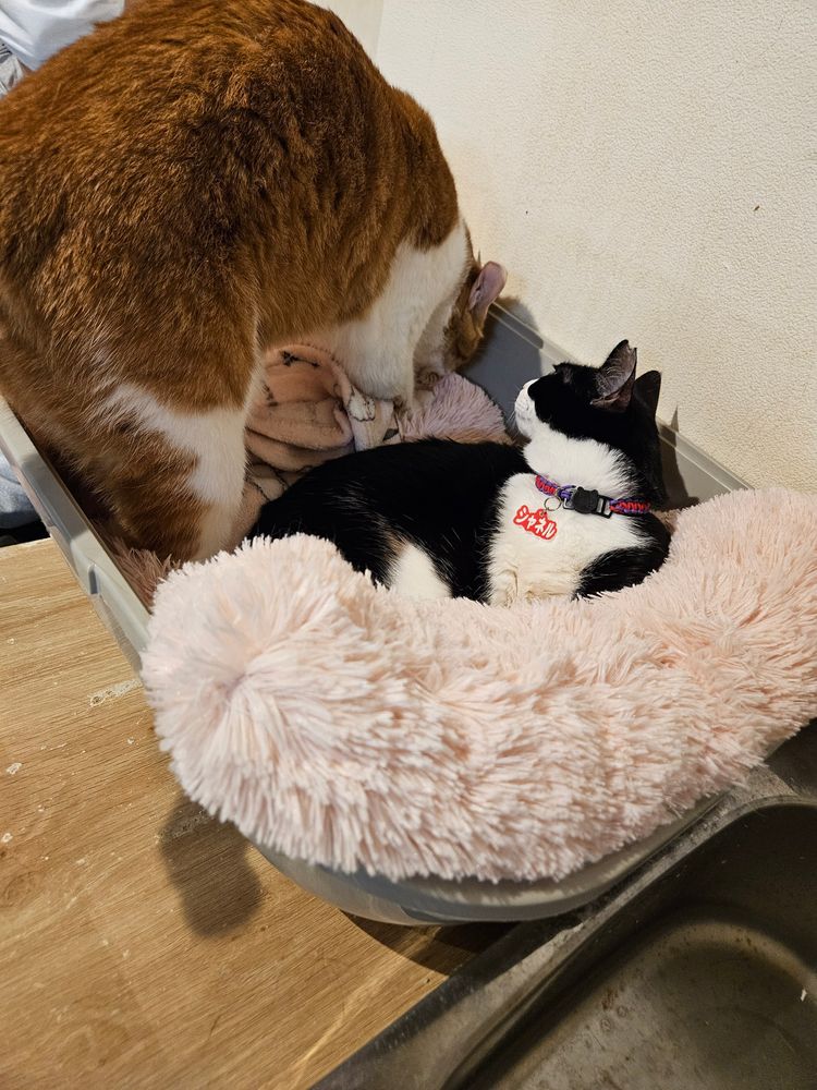 An orange cat preparing to settle down next to a black and white cat which is looking at the orange cat.