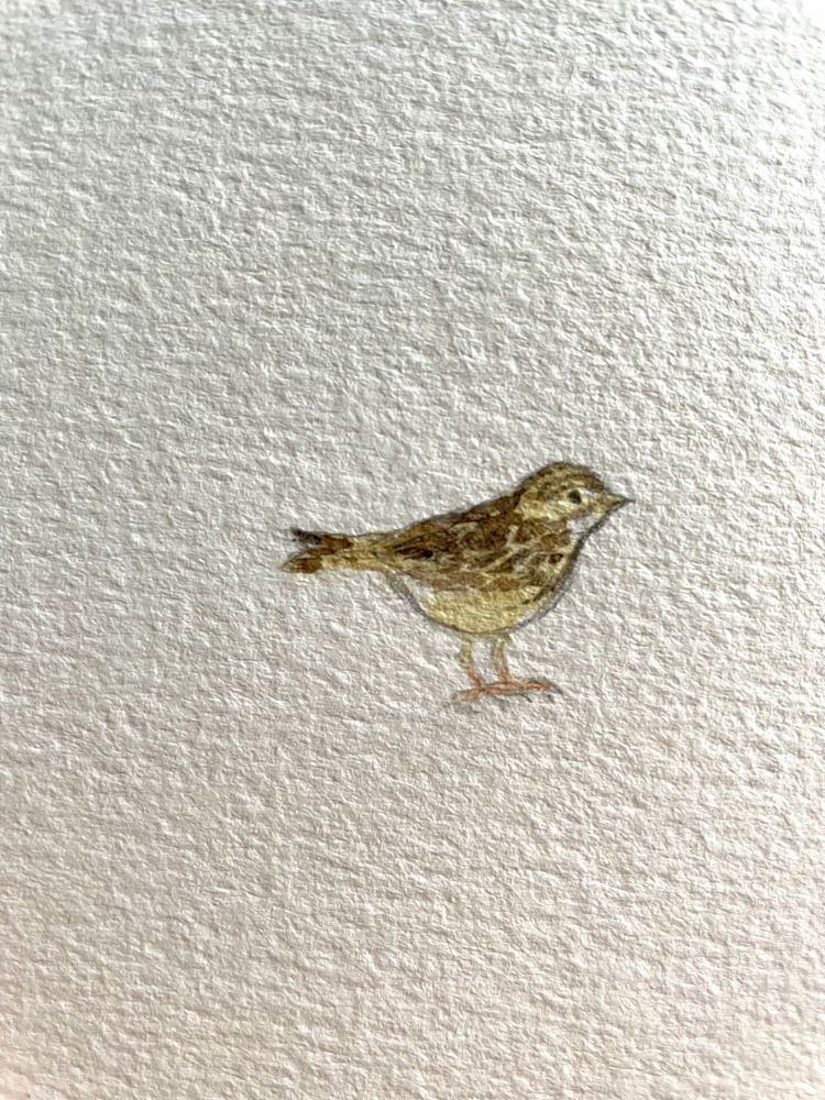 Mix de crayon à papier et d’aquarelle  représentant un pipit farlouse