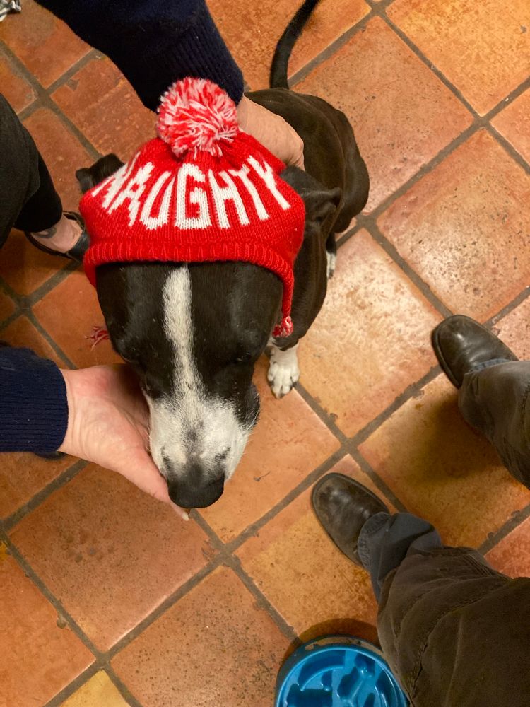 Dog wearing “Naughty” Christmas hat.  The other side says “Nice” but Blink doesn’t get that one tonight.  You don’t need to know why.