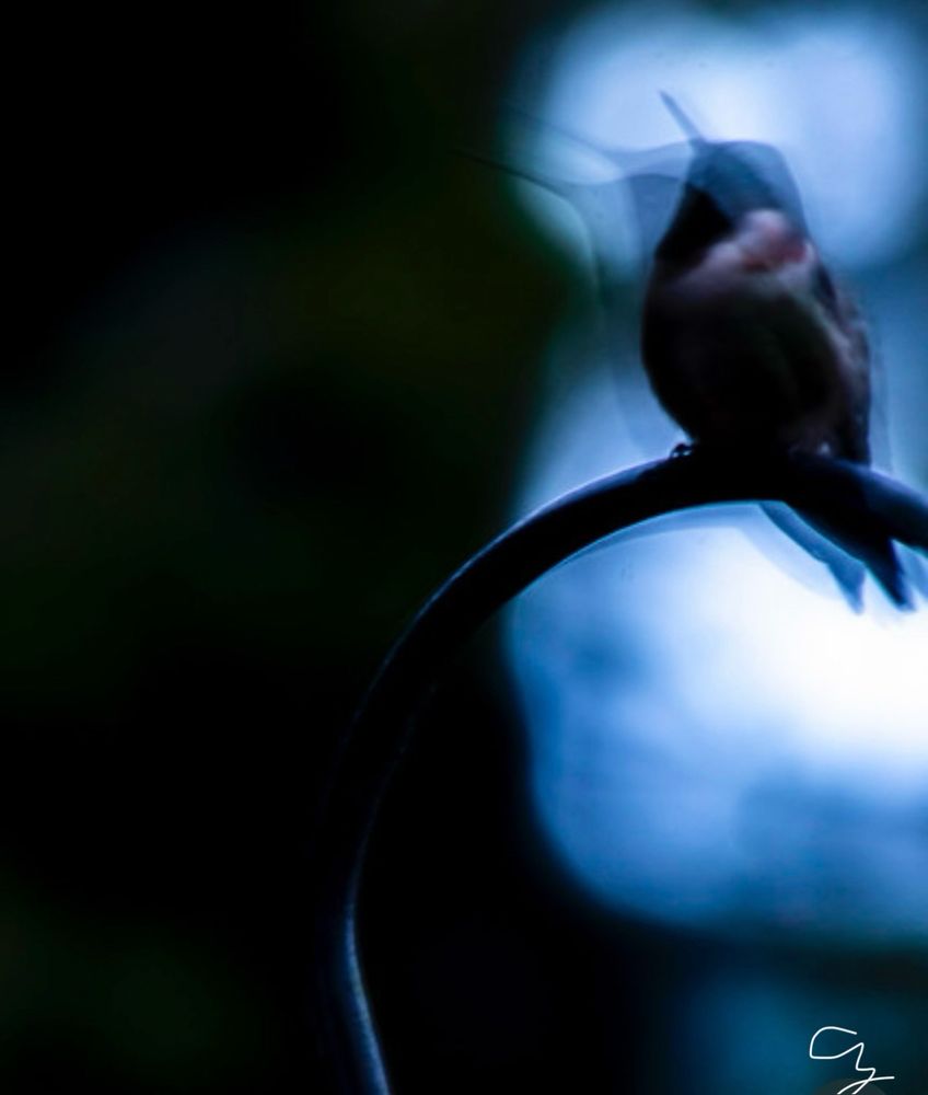 hummingbird perching, photo: digital multiple exposure image