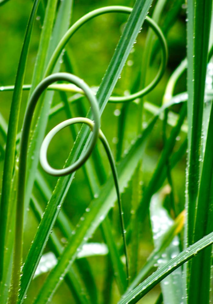 Smooth curl of a garlic scape (the top of a growing garlic plant) after rain