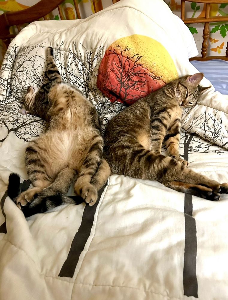 2 cats 