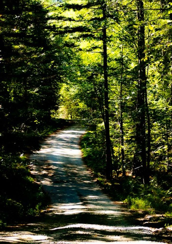 Sun dappled road going up the mountain in Western Maine somewhere, escorted by the graduated light greens of early summer woodland