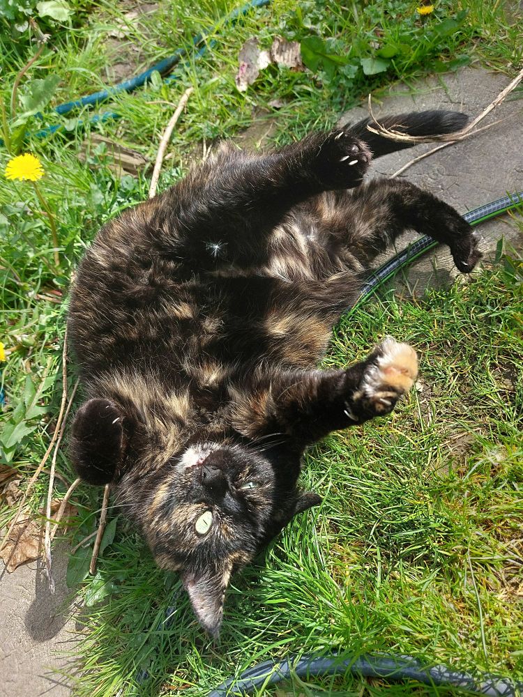 Chonky tortie cat lying on her back on grass with her 4 legs up in the air