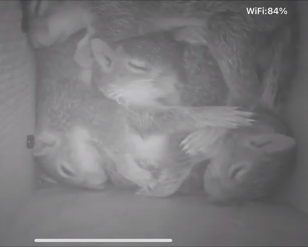 Four little squirrel babies sleeping in an owl box, all piled up on top of each other 