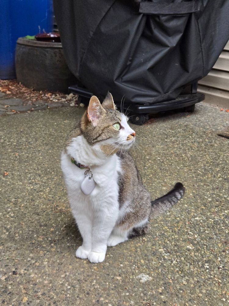 Ivy the cat standing outside, her attention distracted by a bird. On her collar is a Samsung smarttag